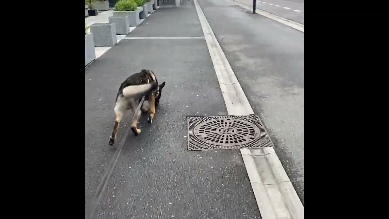 K-9 Tracking hard surface with Tariq's Azco. Policedog/Rescuedog. Spor i Lillestrøm i beferdet by