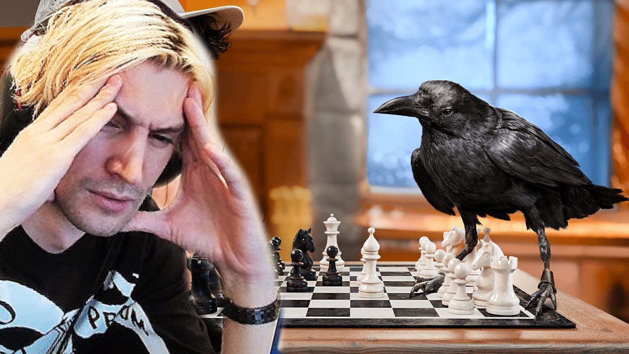 Can A Crow Solve 9 Impossible Puzzles? | xQc Reacts
