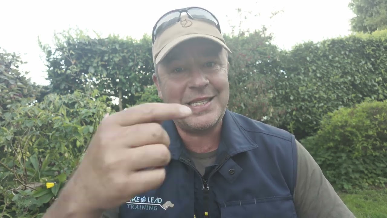 What command is best for training your dog?