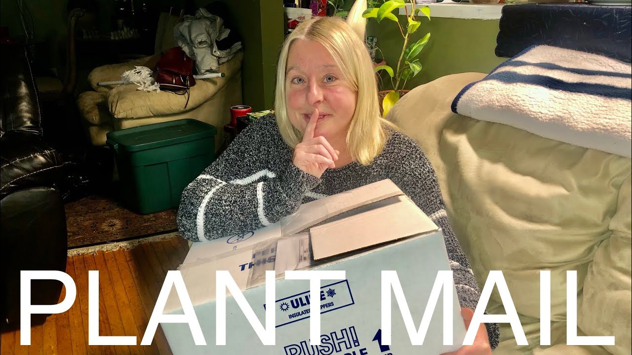 Tropical Plant haul mail, philodendron Thai Sunrise unboxing and review of ecoarium ltd winter