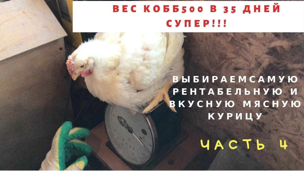 Кобб500 35 дней -2900!!! Выбираем самую вкусную и рентабельную мясную курицу. часть4