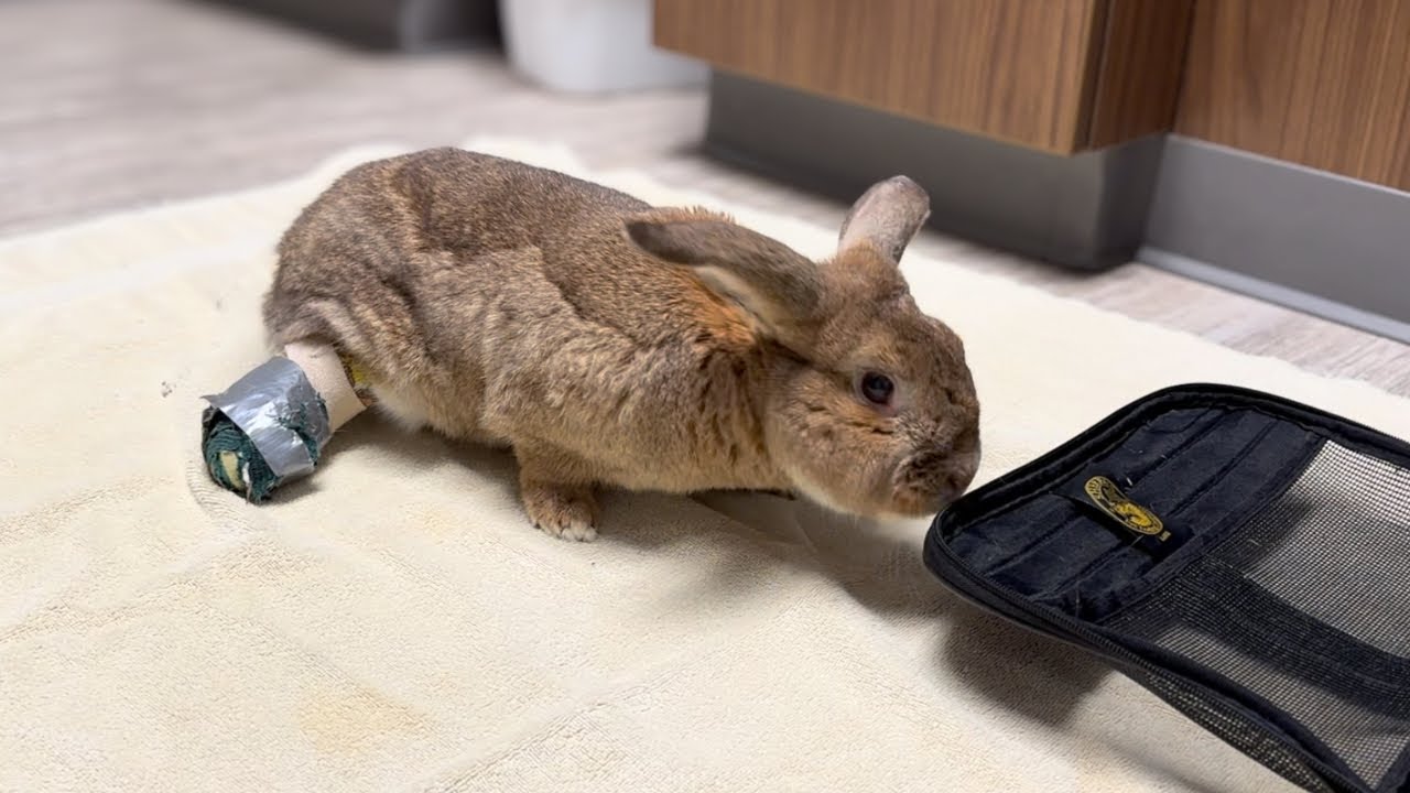 Scary Truth About My Senior Rabbit’s Injury! 🐰🚑