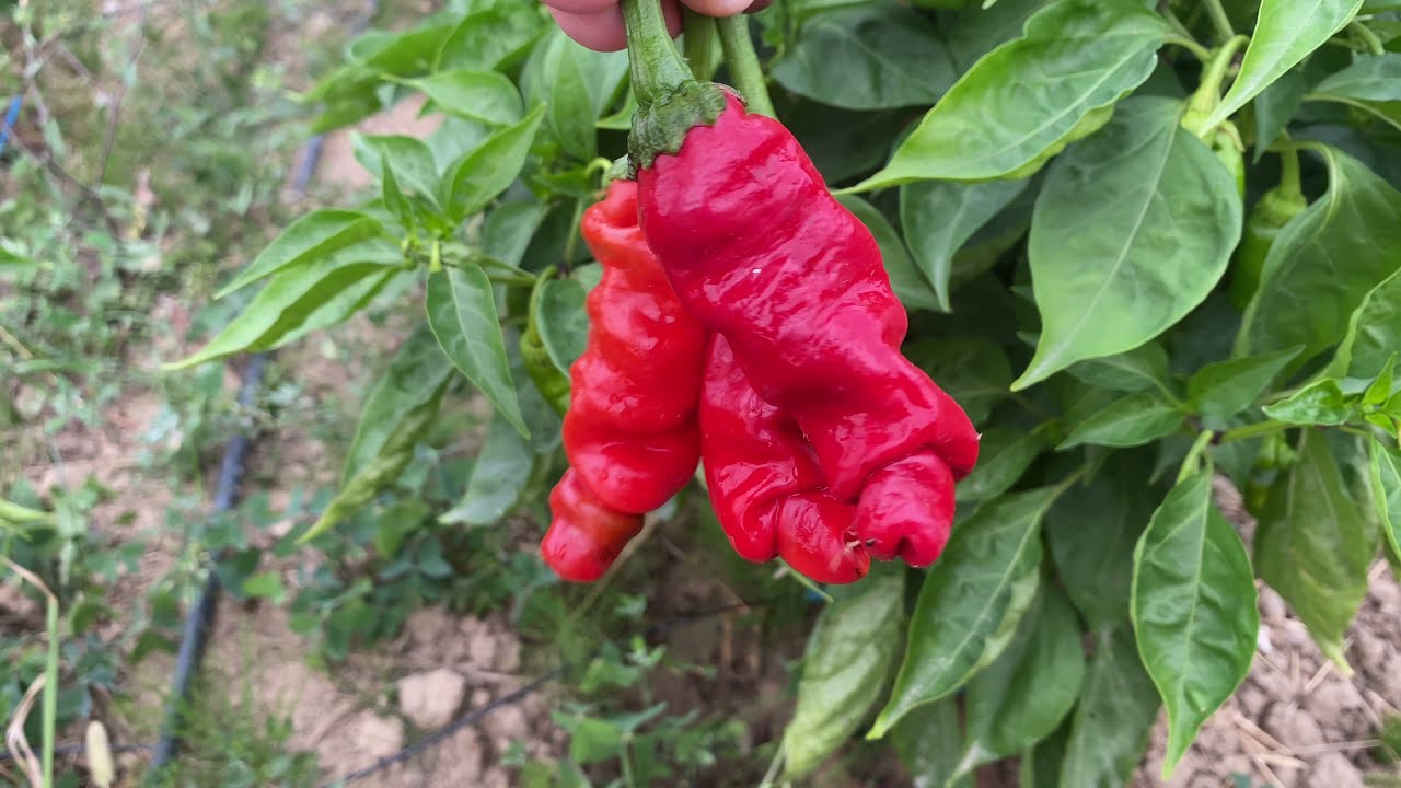 SemiStrani.it - Peter Pepper Red il Peperoncino dalla forma fallica - Penis Pepper
