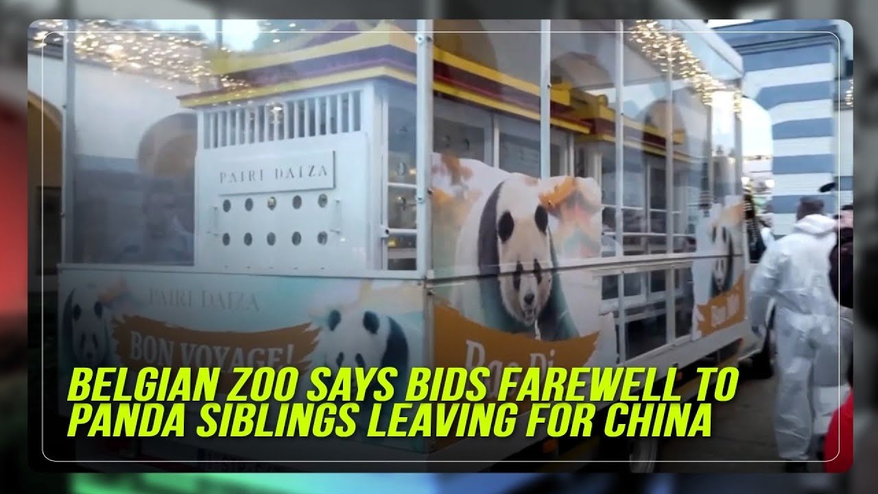 Belgian zoo says bids farewell to panda siblings leaving for China | ABS-CBN News
