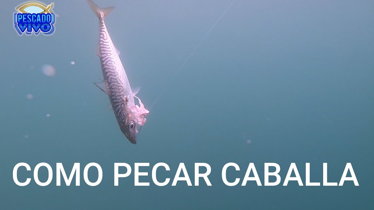 #pesca DE #caballas #consejos de PESCA