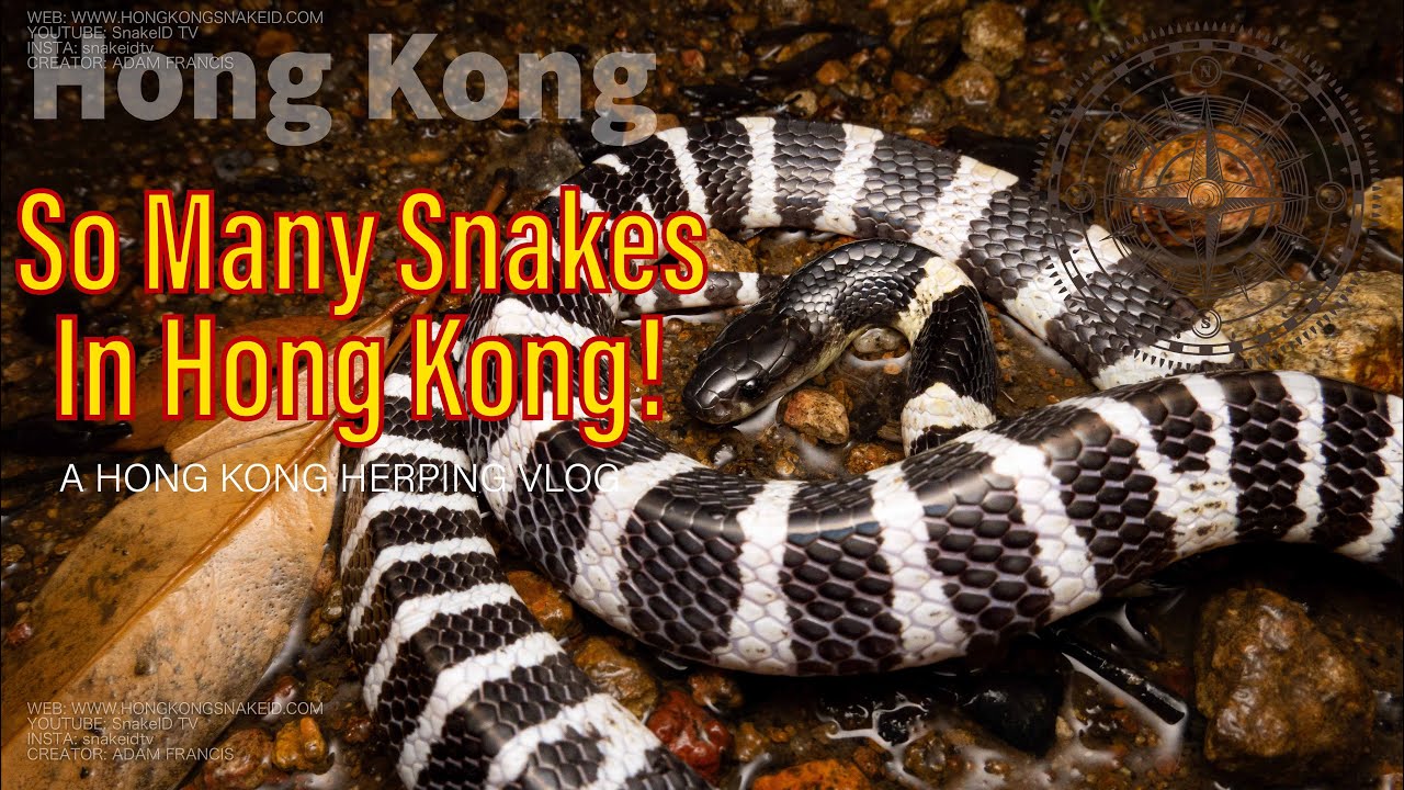 Snakes Everywhere in Hong Kong!