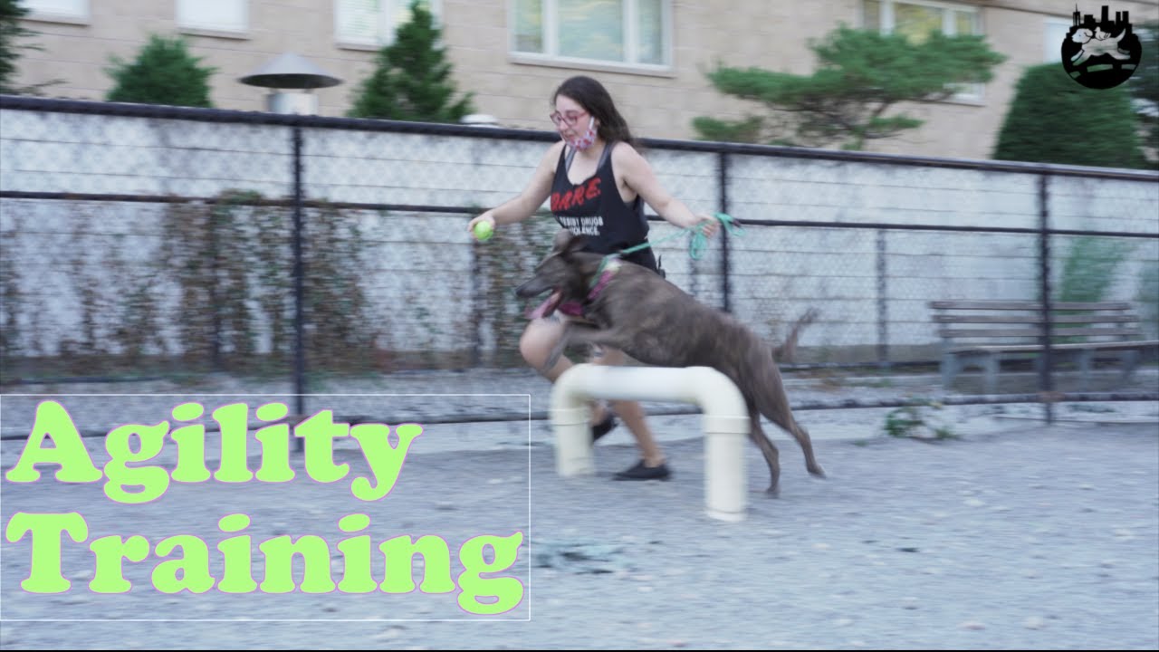 Makeshift Agility Training | Dog Training | Anna Tank Dogs