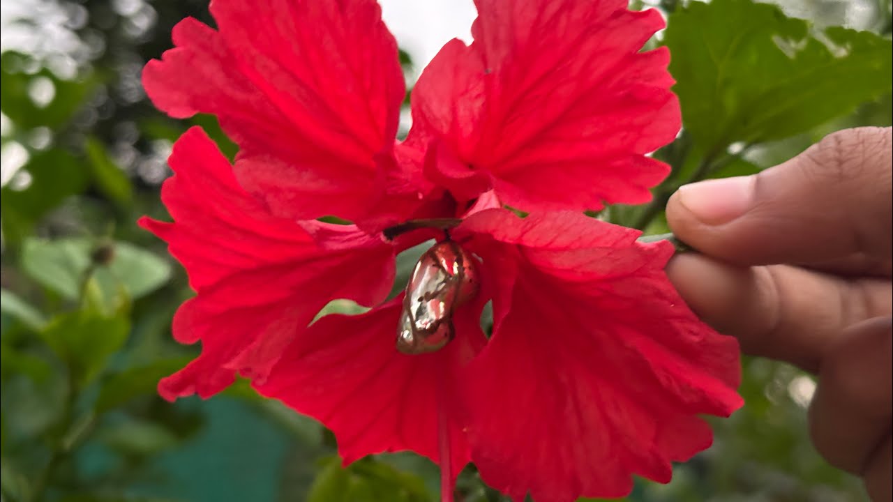 നിങ്ങൾ പ്യൂപ്പയെ കണ്ടിട്ടുണ്ടോ 🦋 