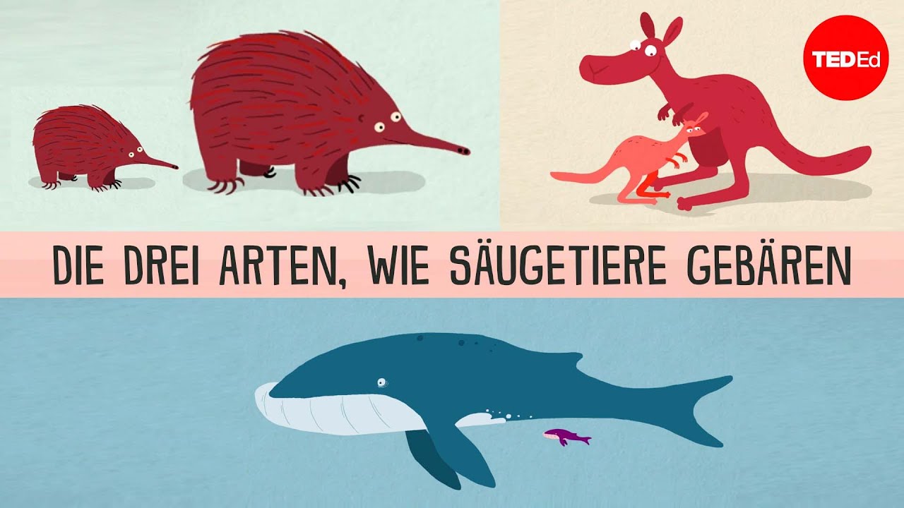 Die drei Arten, wie S&auml;ugetiere geb&auml;ren &ndash; Kate Slabosky