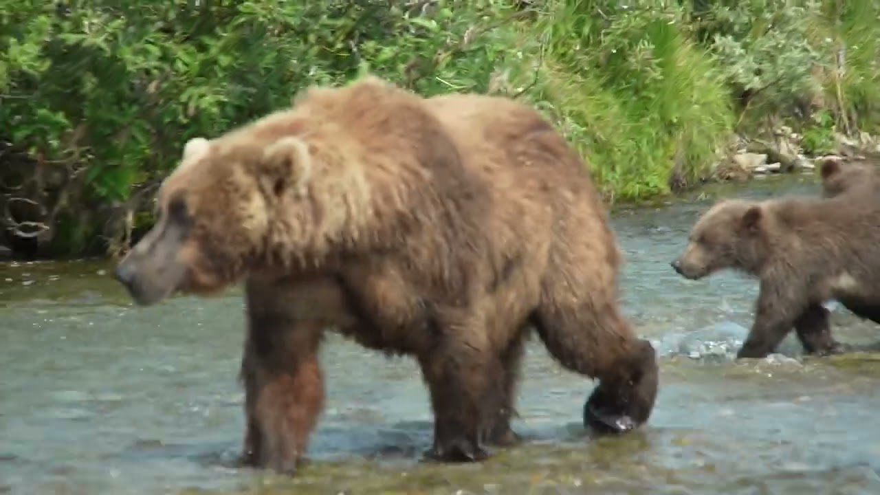 Mother Bear Fishing Gets Close To People, RARE peaceful bear encounter Full Video