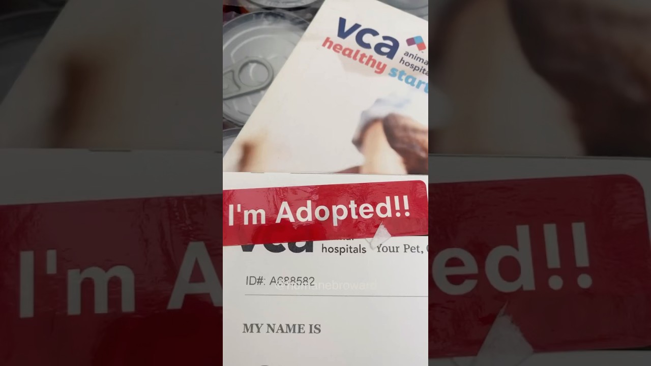 Our shelter&rsquo;s oldest dog was adopted!! Watch 15-year-old Gidget go home ❤️ #happy #love #adopted