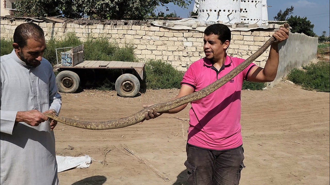 كوبرا ضخمة جدا تبتلع عدد كبير من البيض من نفس البيت المهجور للمرة الثانية مع احمد الدكرونى