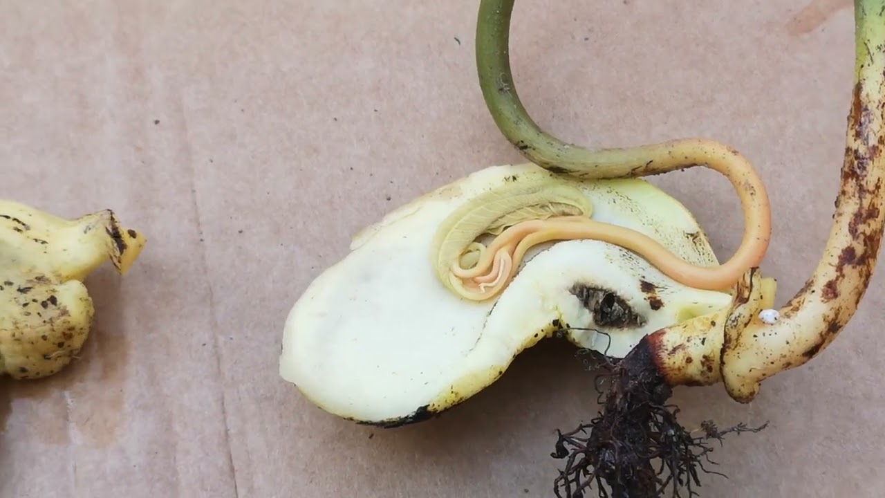 O.343 Problematyczne kiełkowanie nasion mango Palmer