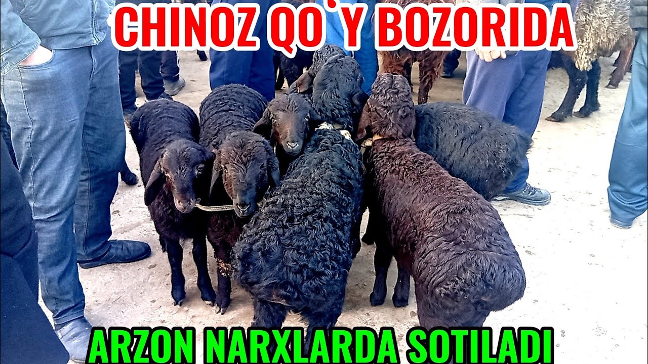 CHINOZ QOʻY BOZORIDAGI BUGUNGI NARXLAR 🐐🐑🐏