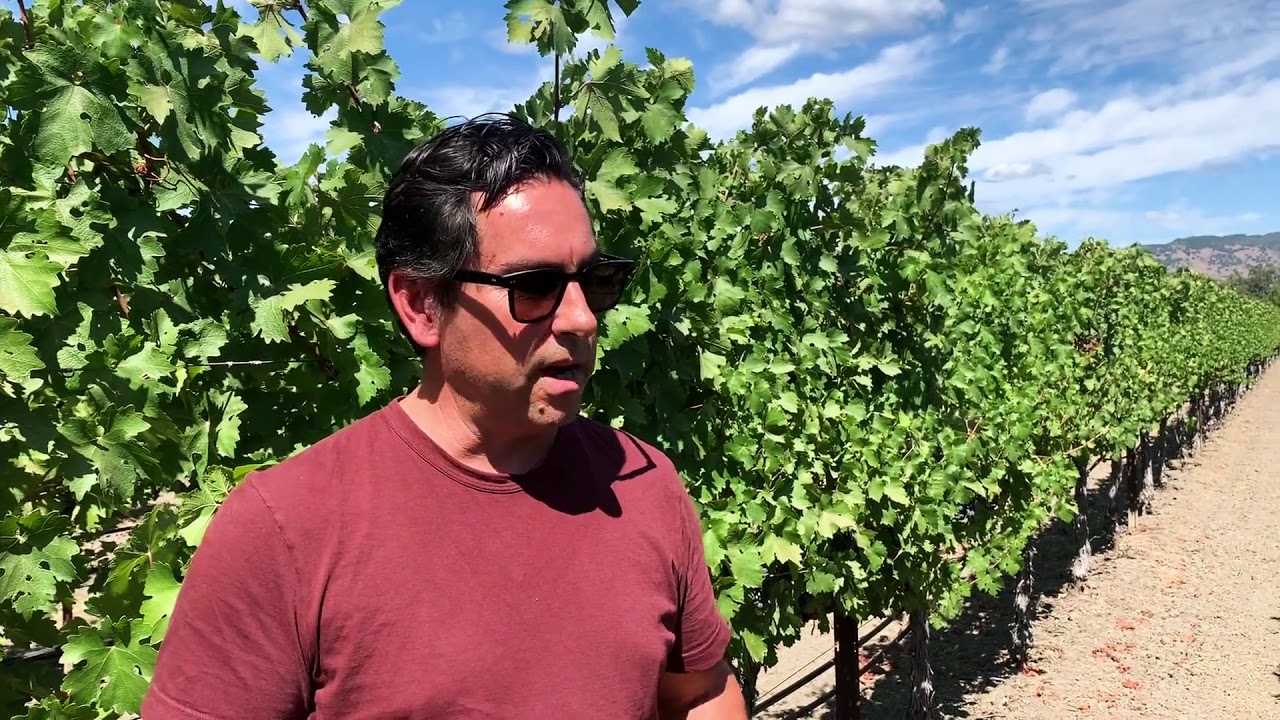 In the Vineyard with Andy Erickson: To Kalon Building Blocks
