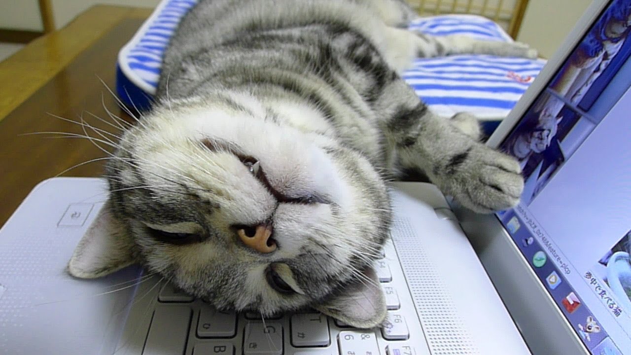 PCの上でフリーダムすぎる猫