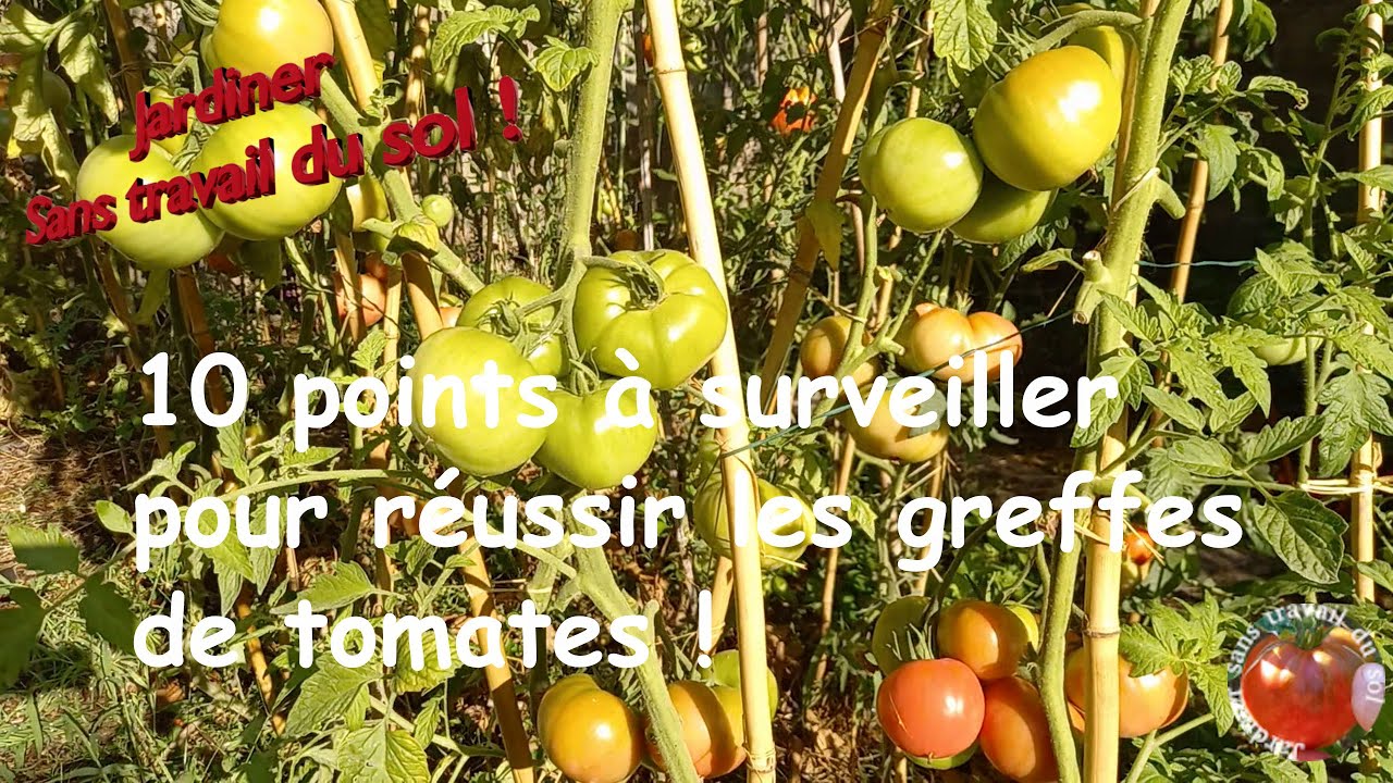 10 points à surveiller pour Réussir les Greffes de Tomates !
