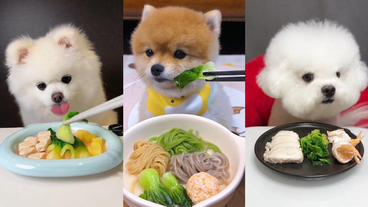 Three Fluffy Foodies Enjoy a Relaxing Meal | Chicken, Noodles & Shrimp | Dog Mukbang #dogfoodreview