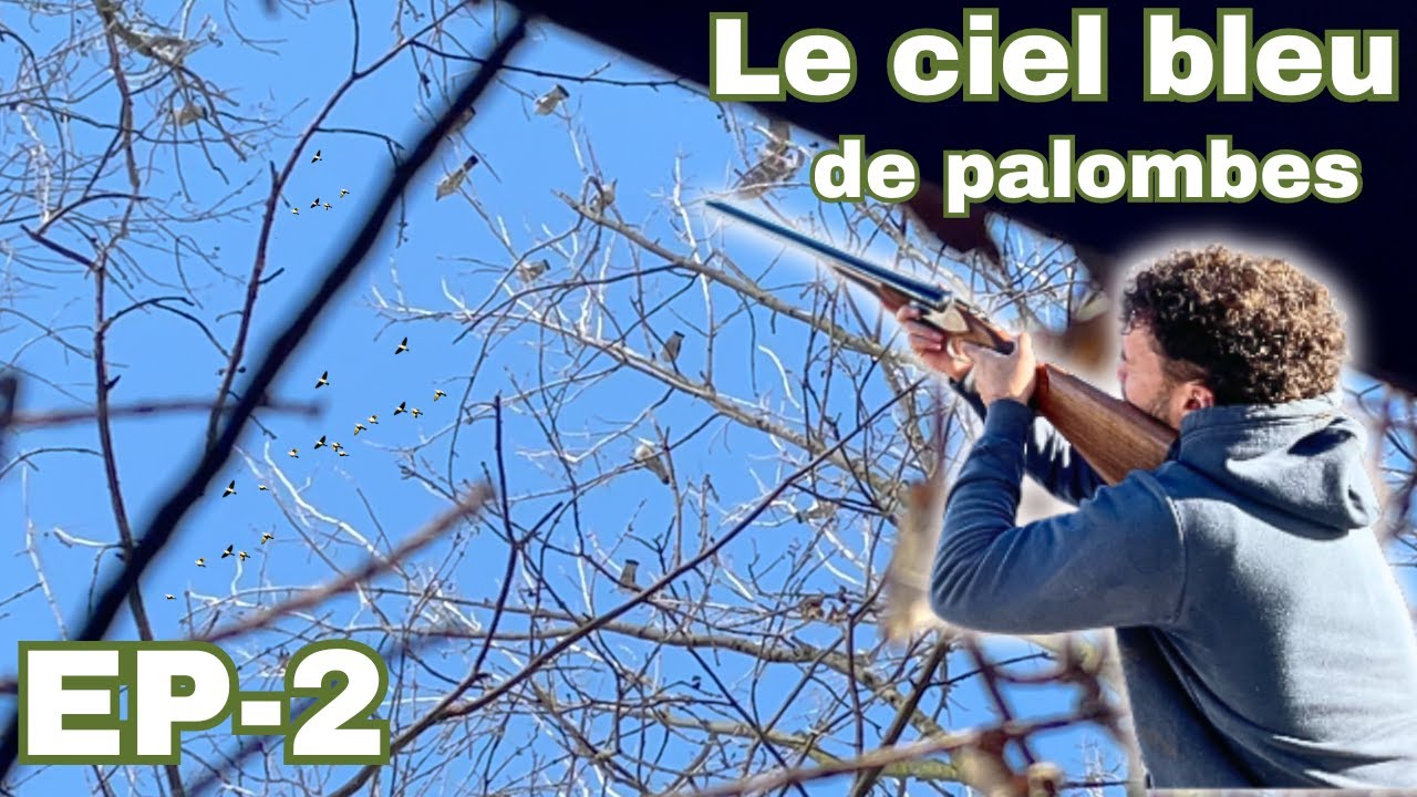 EP-2: LA MALÉDICTION DES 7 PALOMBES CONTINUE ( on voit de belles actions quand même)