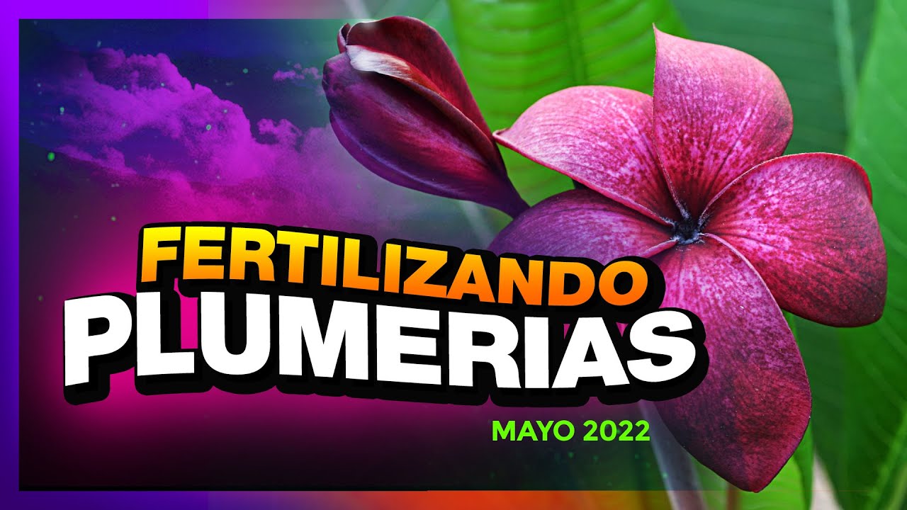 🤩 FERTILIZO mis PLUMERIAS - ¿Cómo lo hago? ¿Qué uso? - 😎⏰🚨 #plumerimax #plumerias