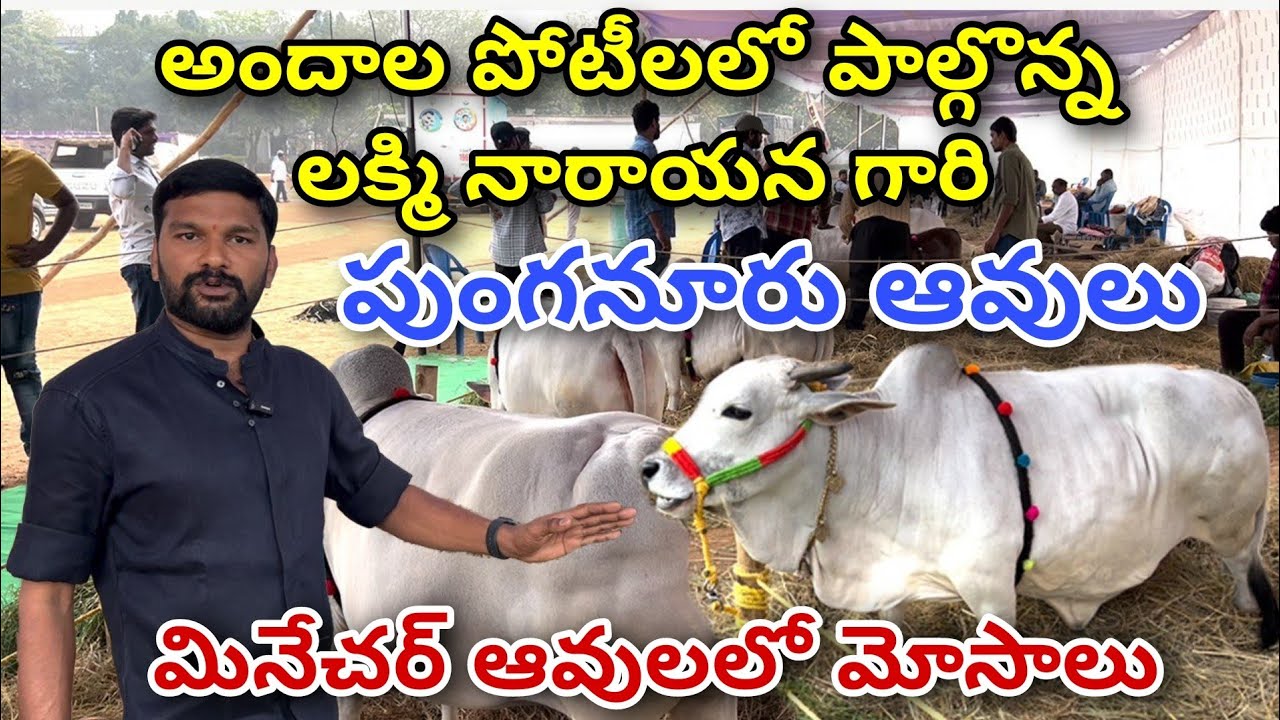 Punganur Breed and  beauty Compitition in Andhra Pradesh