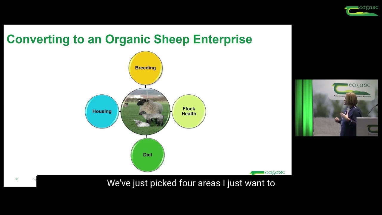 Organic sheep farming - factors to consider and producing lamb on an organic farm