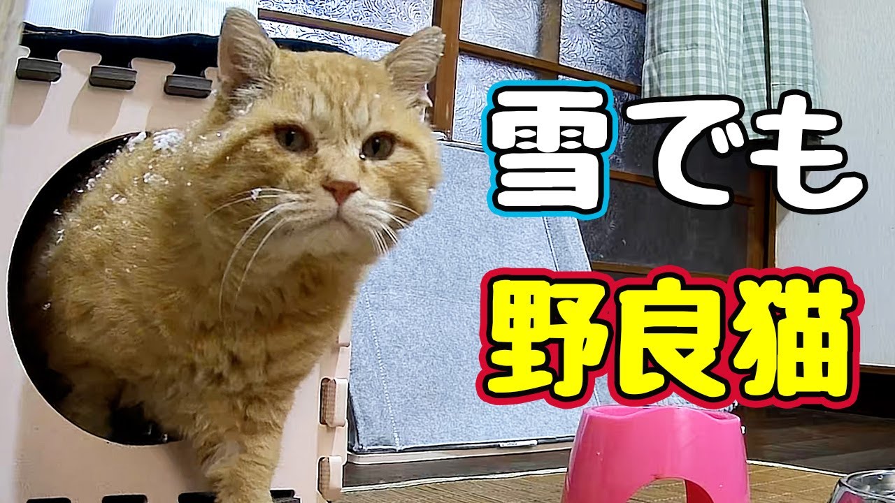 雪でも忙しい様で… 【野良猫】