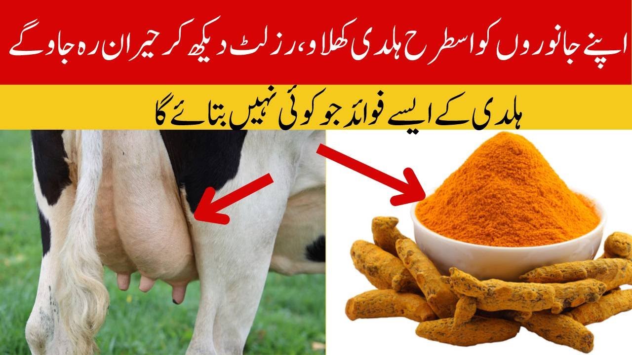 Turmeric Benefits For Cows | Haldi For Cows And Buffalo | Haldi Benefits