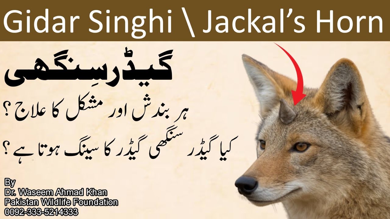 Miracles Of Gidar Singhi | Jackal's Horn | Kya Gidar Singhi Mojzati Cheez Hai ? | Gidar Singi