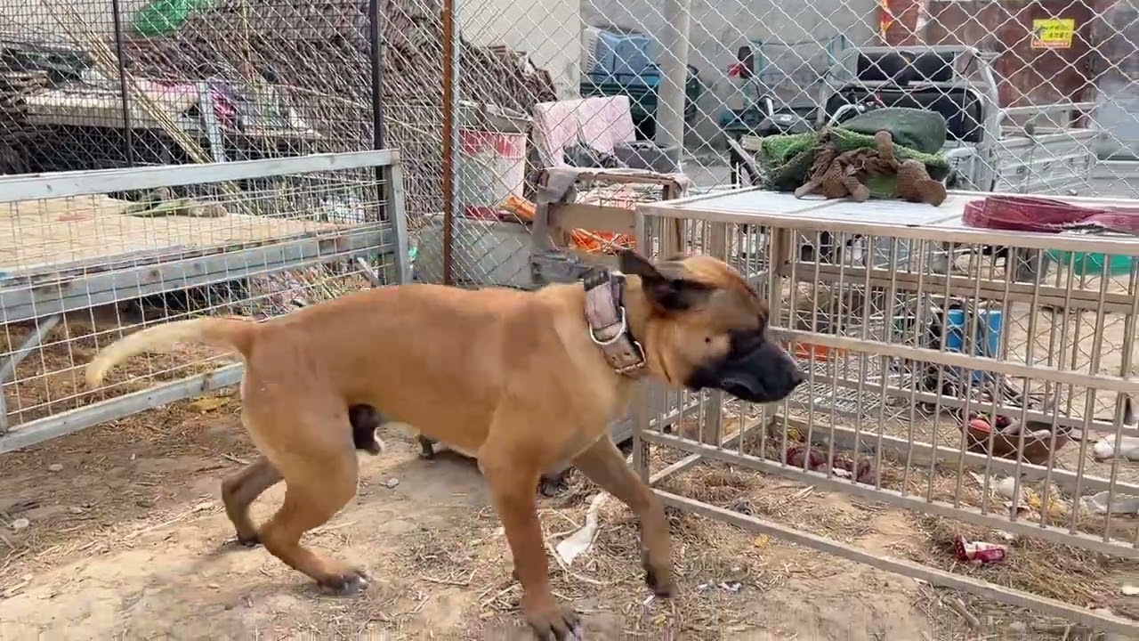 明天出发滑县跨犬种比赛，蛮吉首次进斗栏，期待小家伙的表现，#土佐蛮吉 #土佐犬 #大型犬 #沉默猛犬