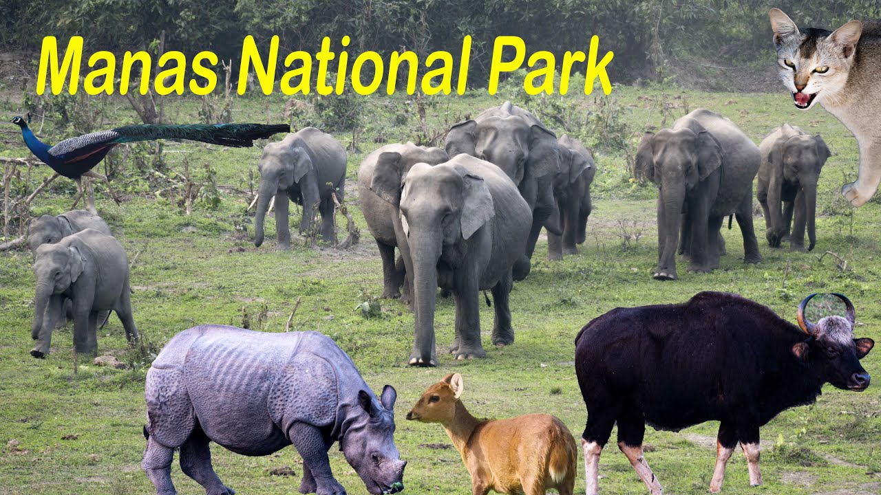 Manas National Park || UNESCO World Heritage Site || Tiger reserve || Wildlife of Assam || Biosphere