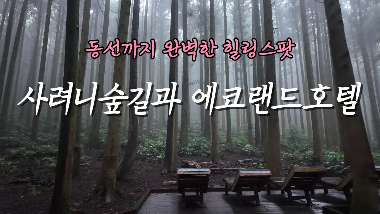 EP.014 사려니숲길 10분거리 에코랜드호텔에서 힐링해봤습니다. I 수영장 개쩜 I 작은하도식당[4K]