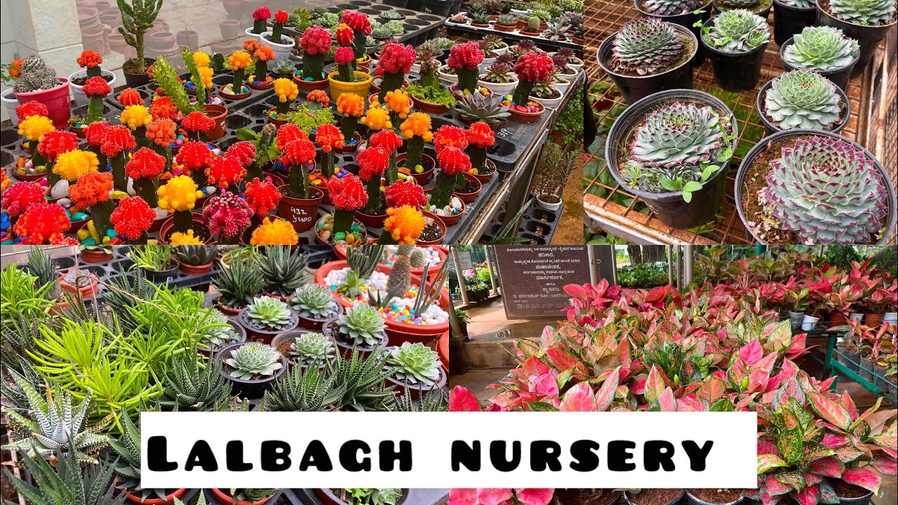 Lalbagh Plant Nursery | Bengaluru |  Karnataka | Full Tour | 2025