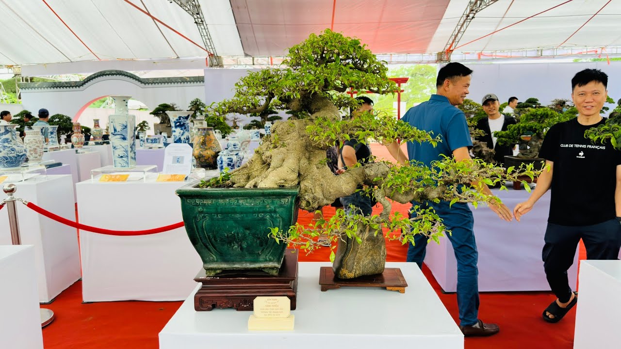 Bonsai Quốc Tế Cũng Chỉ Đến Như Thế Này Thôi, Việt Nam Hội Nhập Quá Nhanh