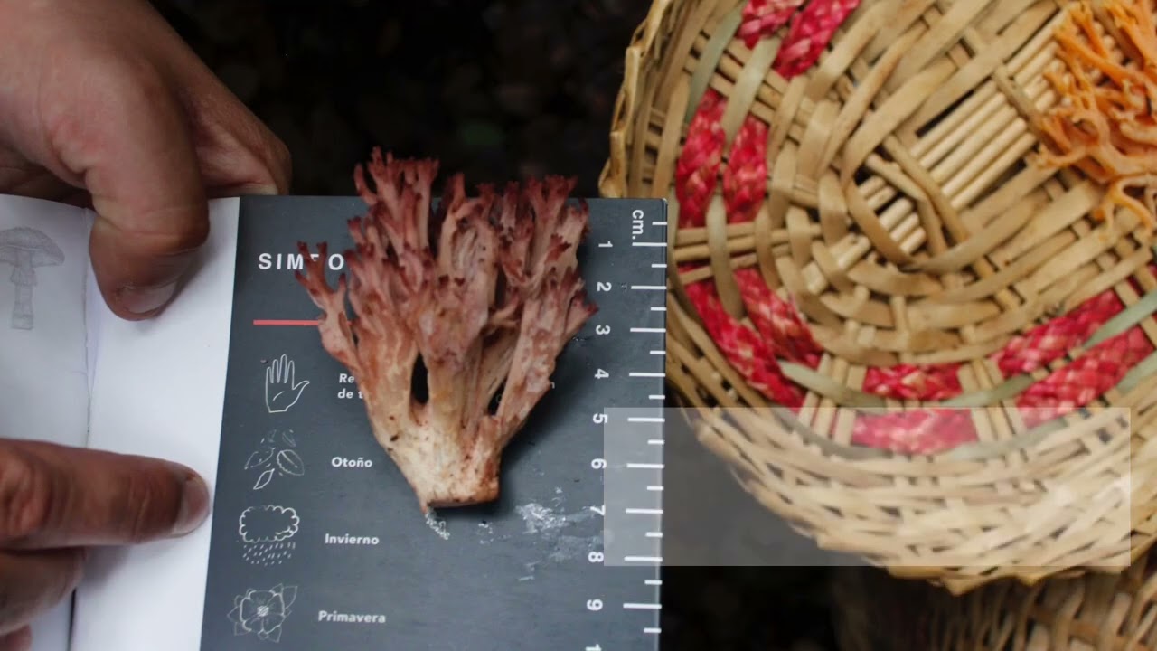 Turismo Micol&oacute;gico: Herramienta para la conservaci&oacute;n de la biodiversidad f&uacute;ngica en Cunco