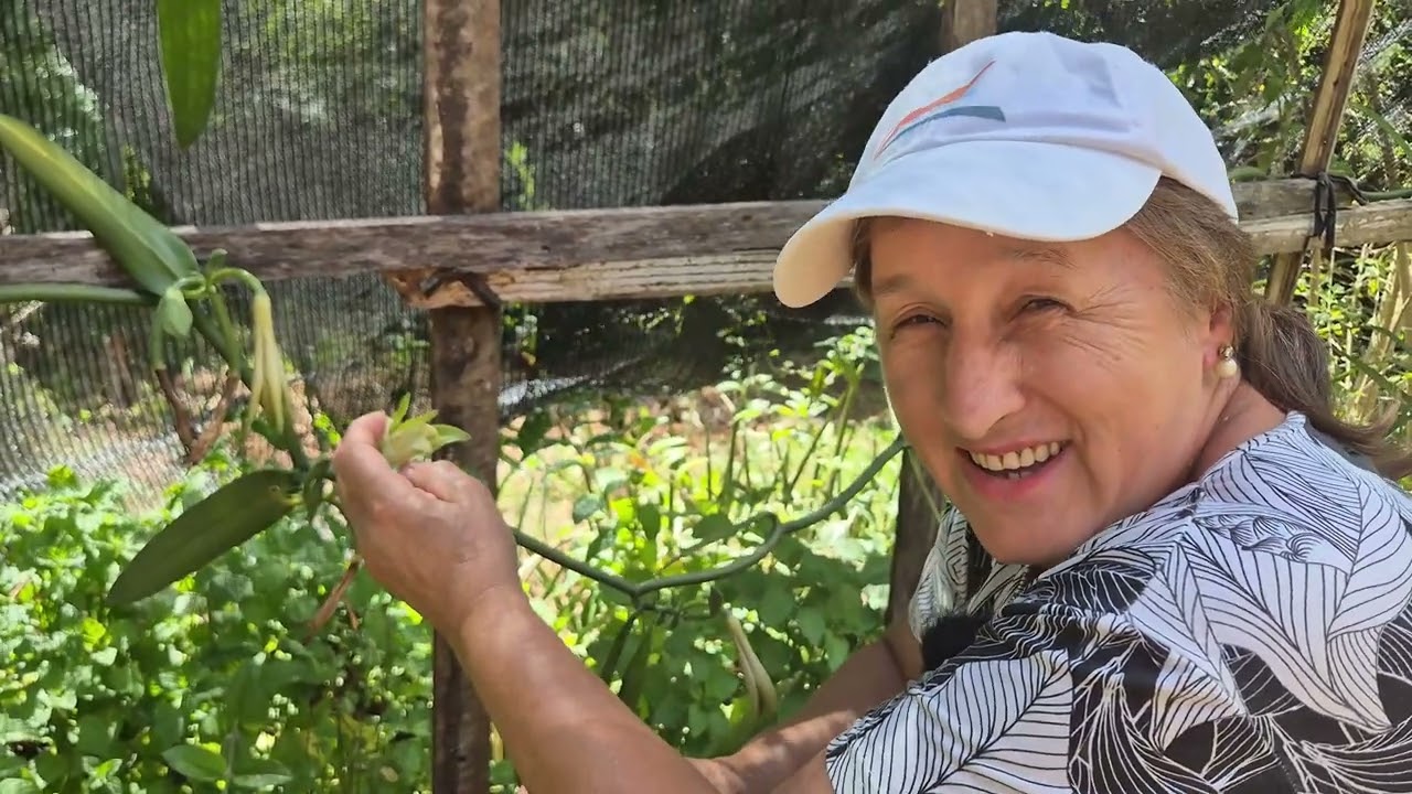 COMO POLINIZAR A RARA ORQUÍDEA BAUNILHA