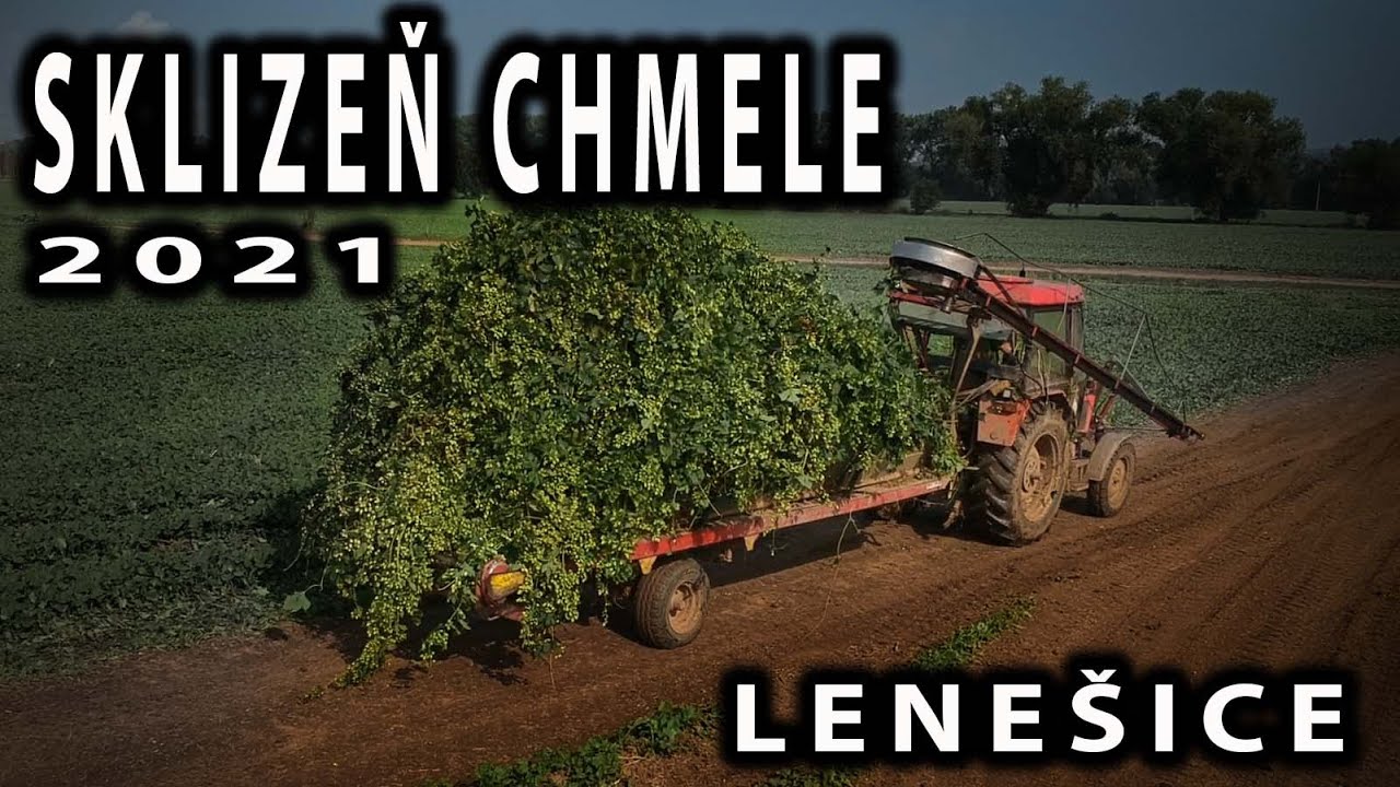 Sklizeň chmele v Lenešicích