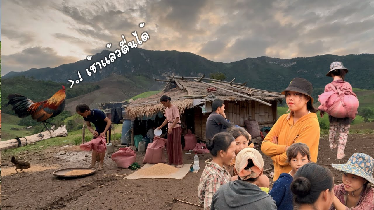 เช้านี้ที่ไร่ของน้องไทเจี๊ยะ Ep.4 วันนี้ชาวบ้านมาช่วยใส่ข้าวไร่น้องเสร็จพายใน1วัน