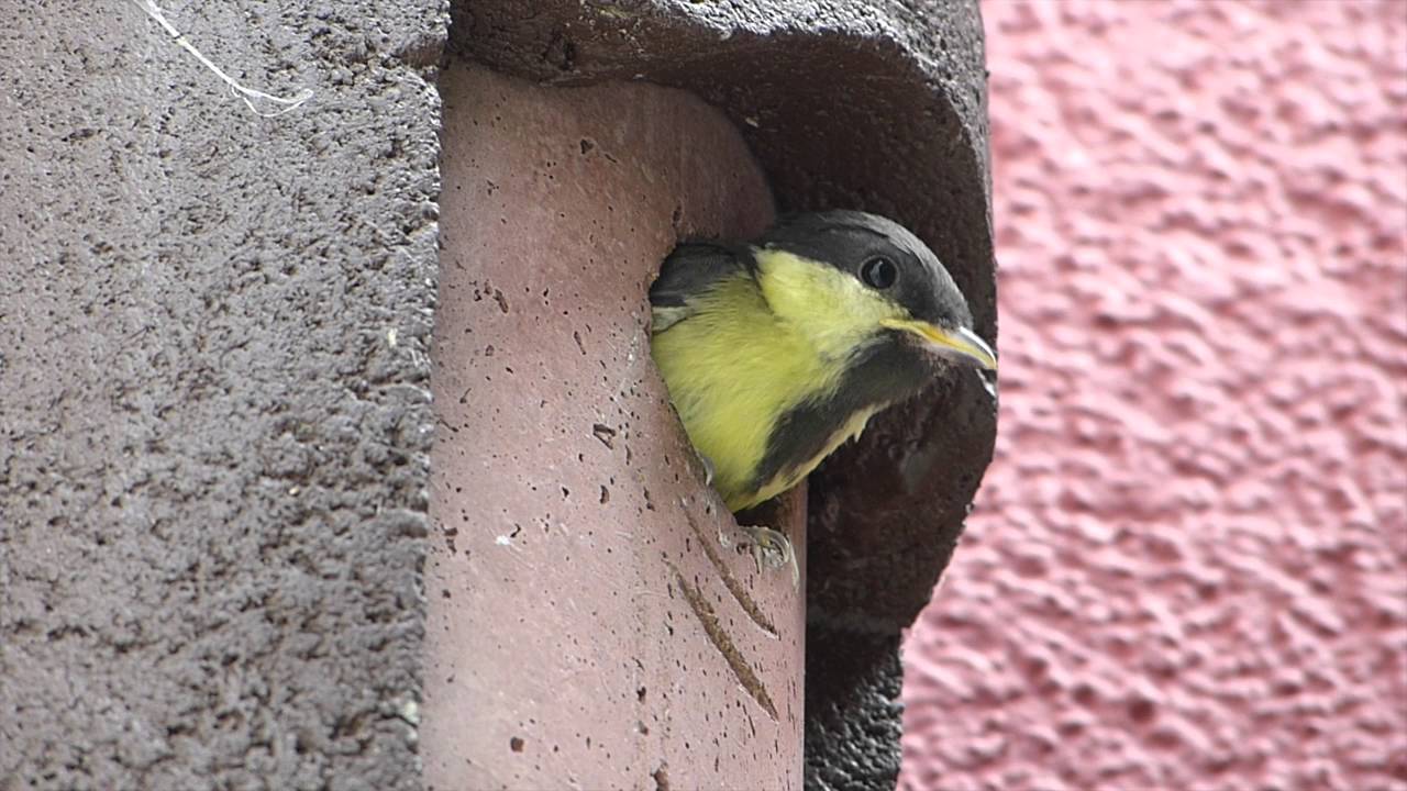 Kohlmeisen Nistkasten: Ausflug der 7 Vogelkinder
