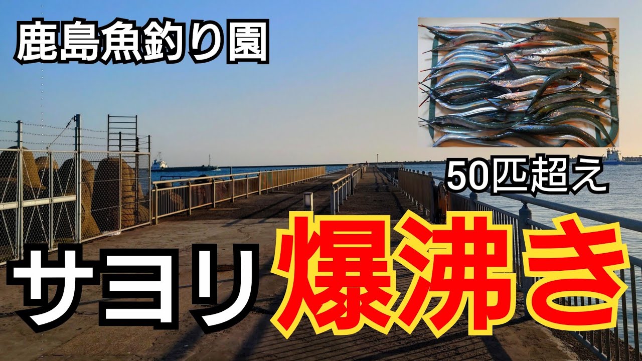 足元サヨリだらけ！サビキ釣りで怒涛の大連発！サヨリで泳がせ釣りをやったら……