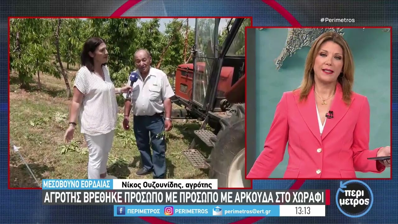 Αρκούδα τρέχει μέσα στους κεντρικούς δρόμους του χωριού Φούφα