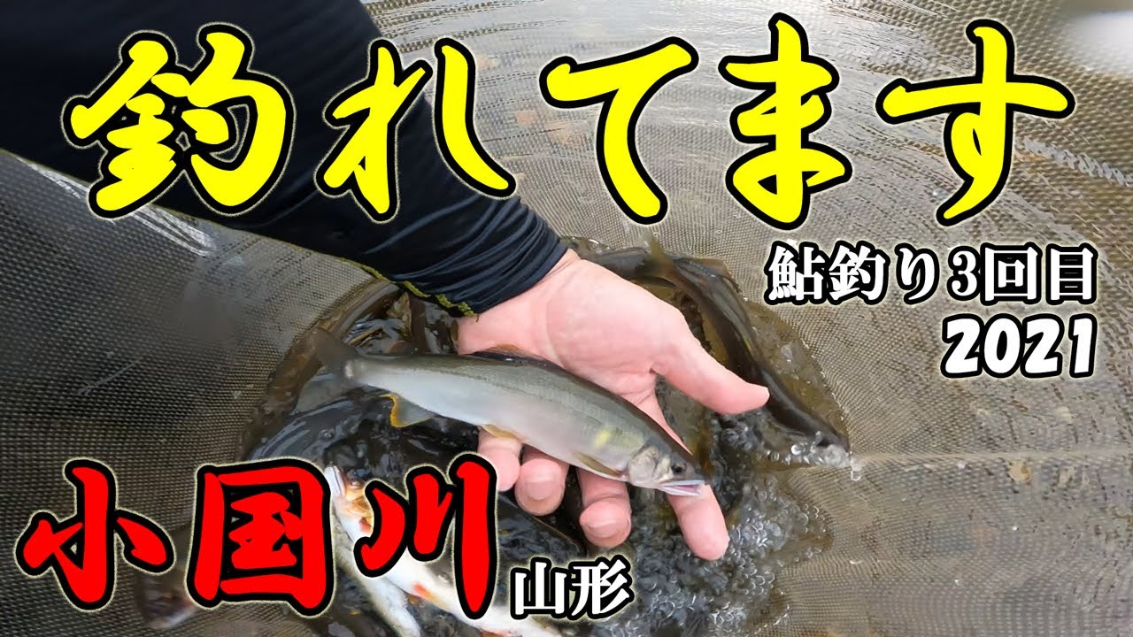 【鮎釣り】上手いと言えない私でも釣れる。掛かりだした小国川。投網解禁前までが大チャンス!!