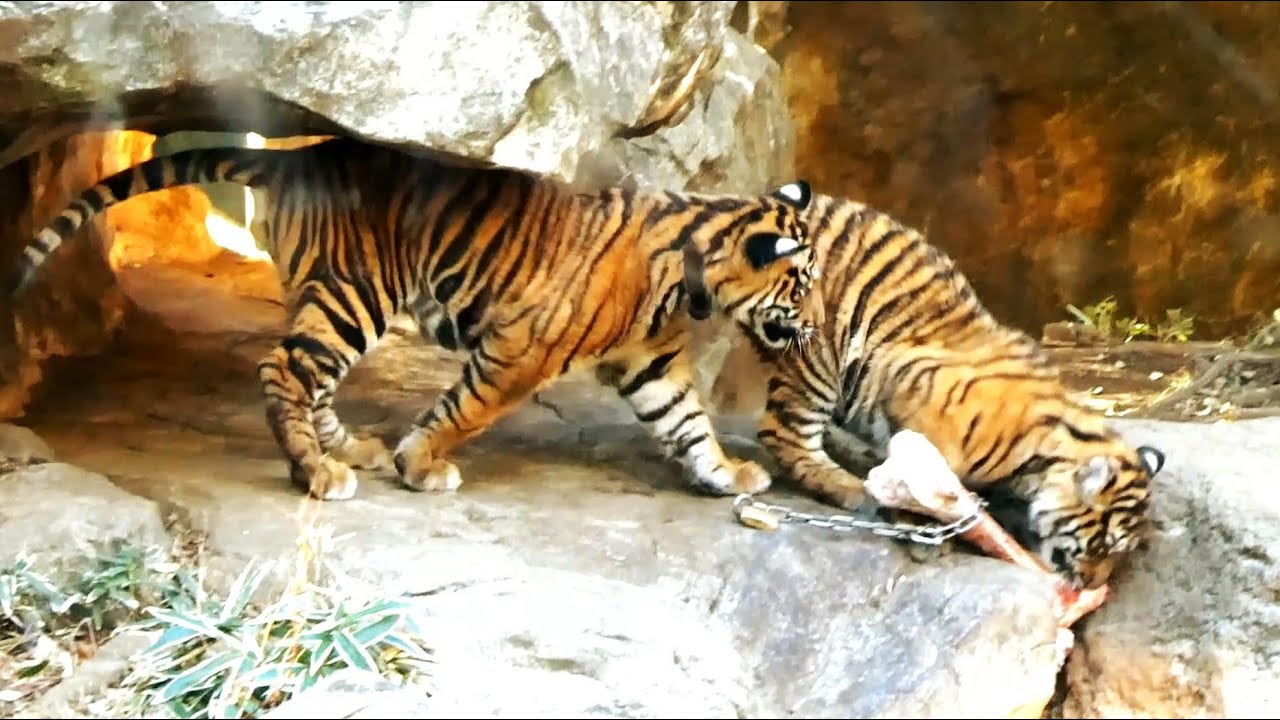20260104 上野動物園　スマトラトラ　生後6ヵ月の双子の赤ちゃんトラ　じゃれ合う姿がカワイイベラニくんとレスタちゃん　美しいミンピママ