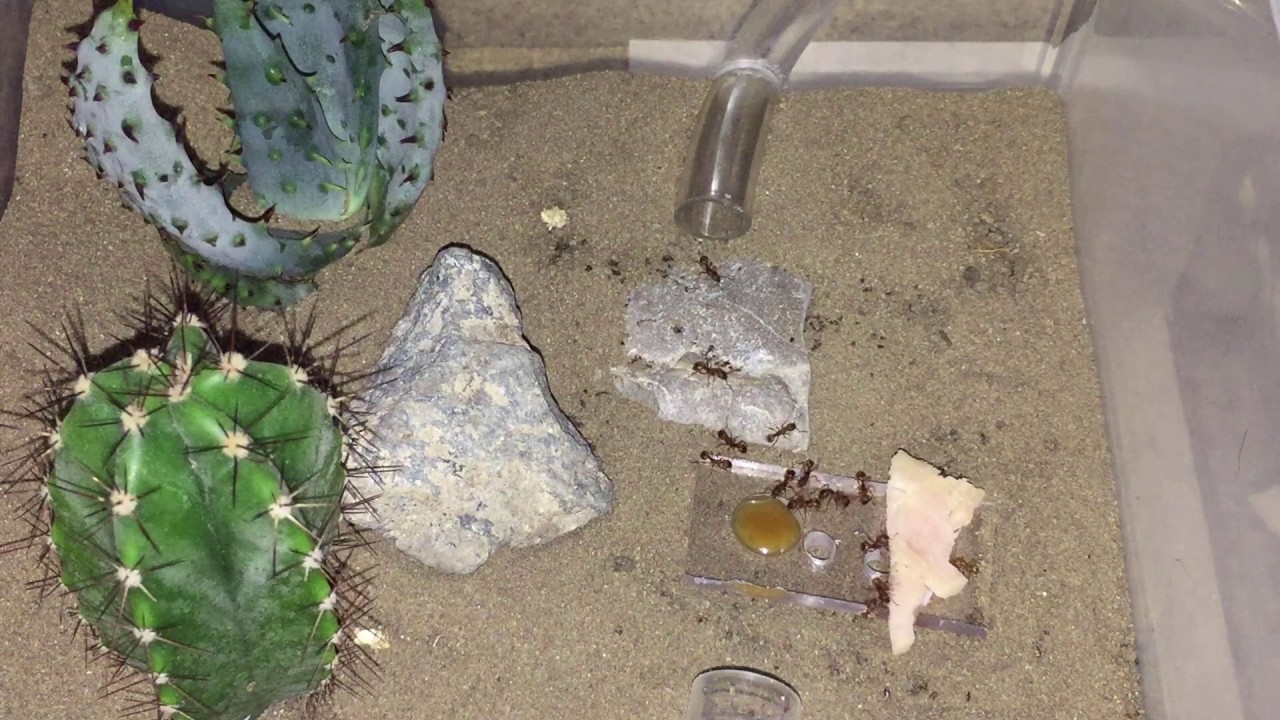 Mierenkolonie voeren ,  Myrmica Rubra  VS ham en honing