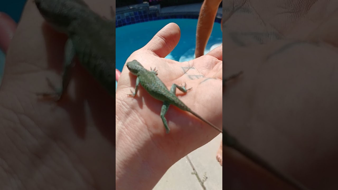 Little lizard living in the pool