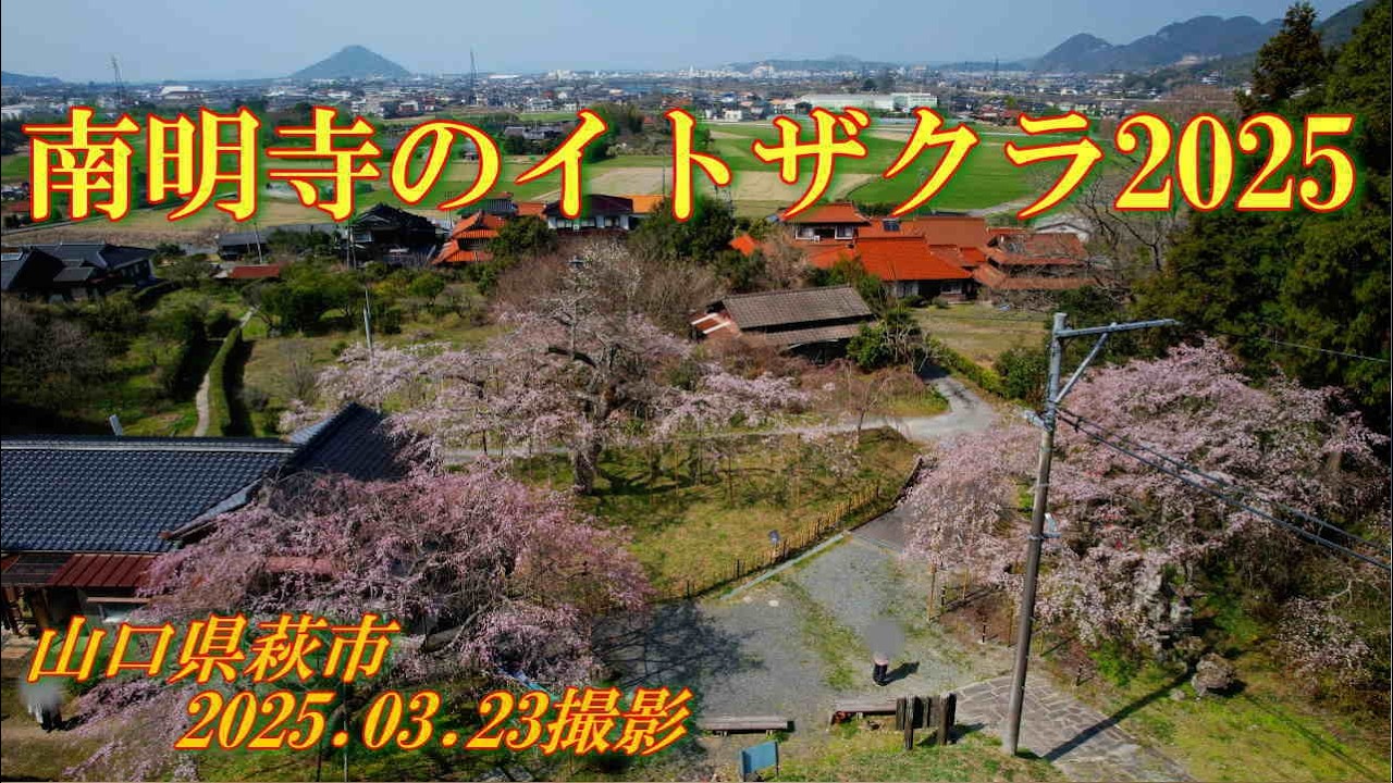 南明寺のイトザクラ2025　2025.03.23撮影
