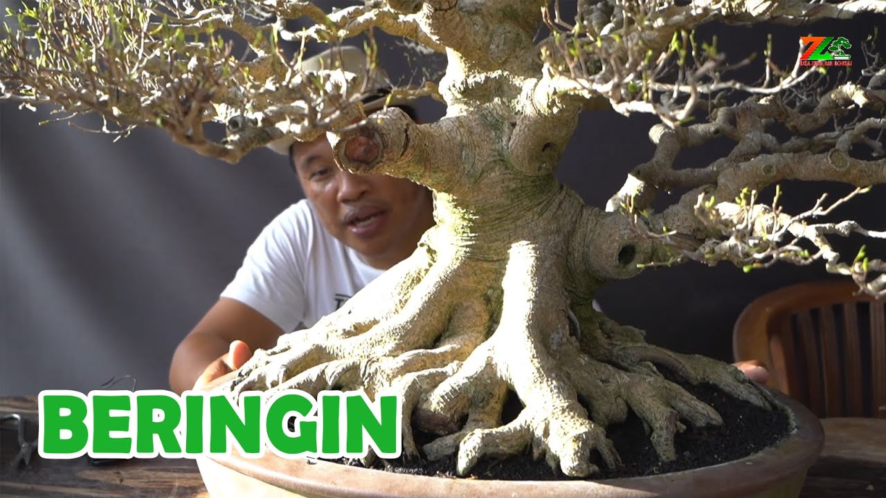 SELALU PERHATIKAN INI KALAU MELIHARA BONSAI BERINGIN