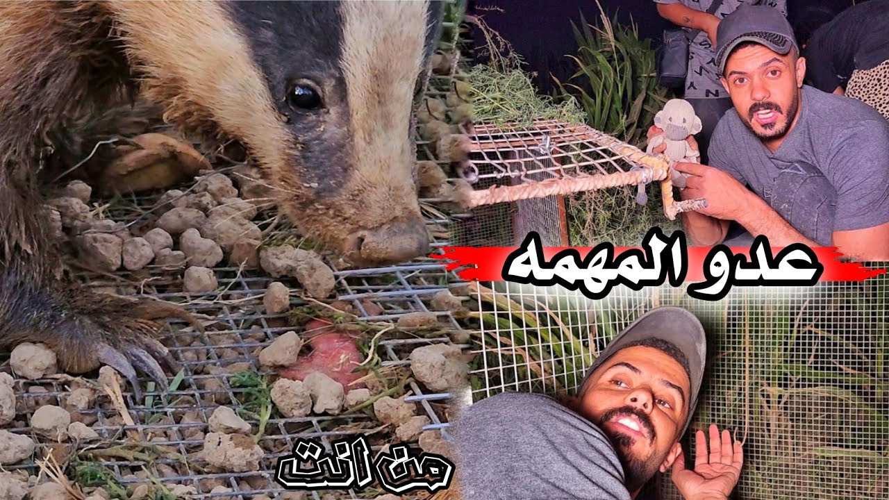 مهمة اشواك الدعلج _  القفص يصطاد حيوان غريب / ( 43 )