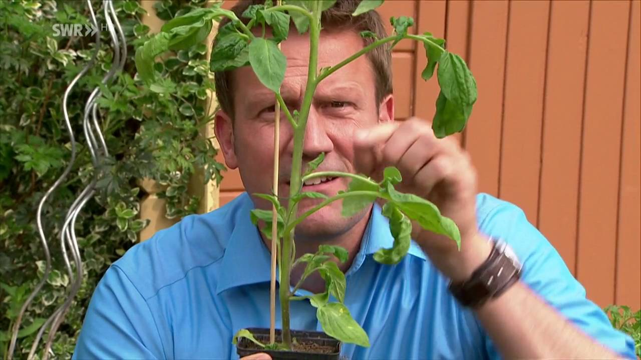 Tomaten pflanzen