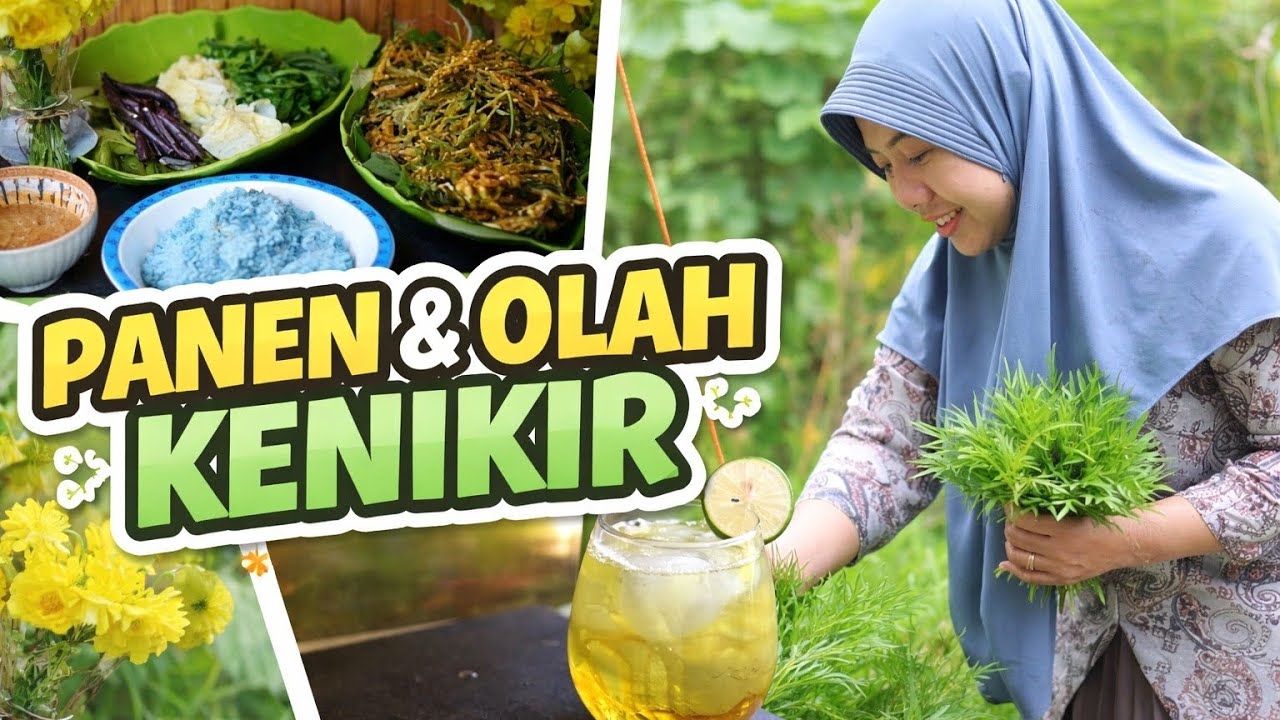 Panen kenikir dari food forest | Pecel, pepes, kripik, dan teh kenikir
